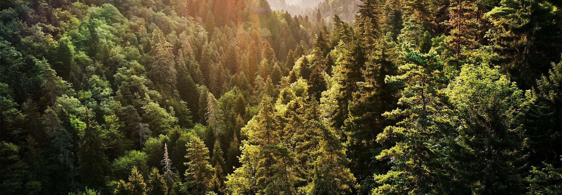 Como preservar e proteger as Florestas?