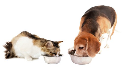 Cão e gato a comerem em tigelas de inox
