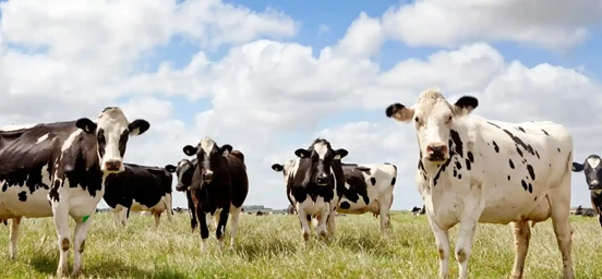 Várias vacas no campo com ceu nublado