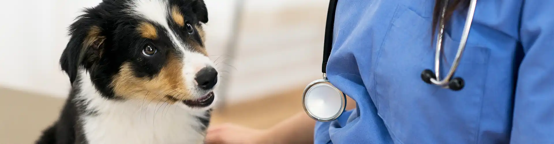 Como escolher o melhor plano de saúde pet?